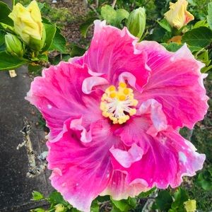 Meet your Posher, Eleanor